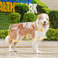 🔥Hot Sale 49% Off🔥Transparent Raincoat For Dog