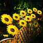 Lucine Solari a LED da Giardino a Forma di Girasole